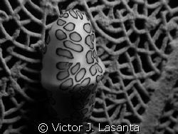 flamingo tongue at v.j.levels dive site in parguera area,... by Victor J. Lasanta 